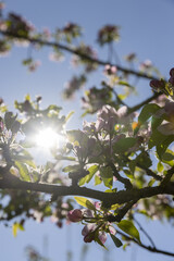 Beautiful pink apple blossoms on a blue sky background