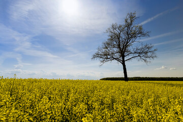 Obraz premium a tall tree growing in a rapeseed field