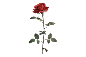 Red rose with leaves Isolated on transparent background