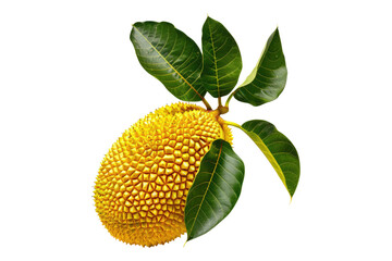Ripe jackfruit Isolated on transparent background