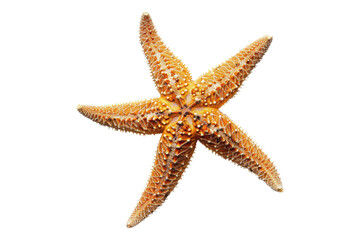 Starfish Isolated on transparent background