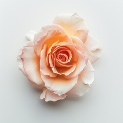 pink rose close up