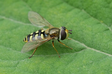 Detailed closeup on the Migrant hoverfly, Eupeodes corollae sitting on a green leaf