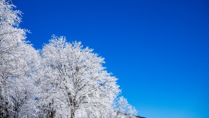 青空に映える霧氷の樹々　冬景色　長野県白馬村