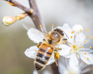 Eine Biene sammelt Nektar auf einer Blüte.