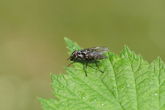 Closeup of the root-maggot fly Eustalomyia histrio on a leaf. Tribe Hydrophoriini, subfamily Anthomyiinae, family Root-Maggot Flies (Anthomyiidae). Spring, May, Netherlands