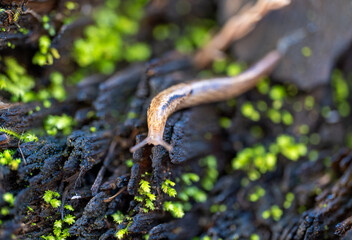 slug on moss