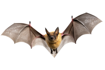 Spooky Bat Graphic Isolated on Transparent Background