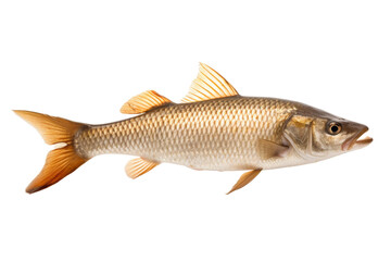 Majestic Koi Fish in Pond Isolated on Transparent Background