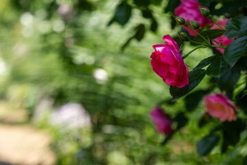 晴れた日のバラ