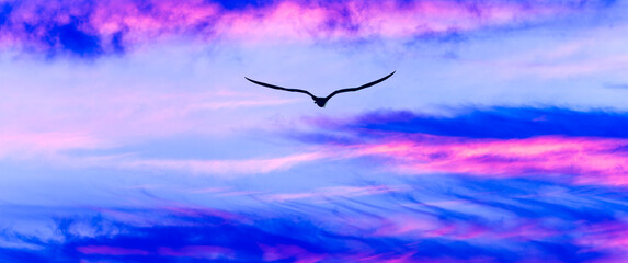 Bird Flying Inspiration Sunset Faith Motivation Divine Inspiration Hope Uplifting Soaring Sunrise...
