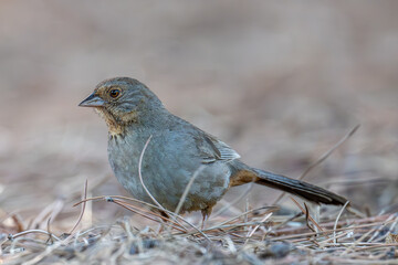 California Towhee