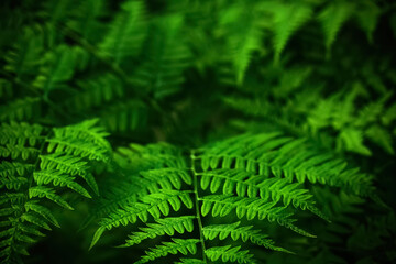 Midsummer Day background. Lush Green Ferns