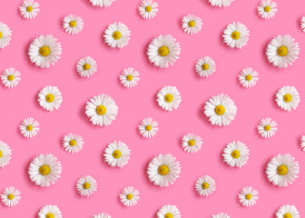 Flowers pattern with white daisies on a pink background