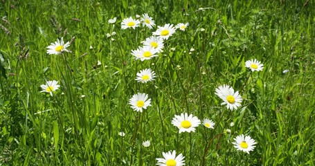 White daisies or oxeye daisy flowers (Leucanthemum vulgare) in a green meadow among other grasses 
