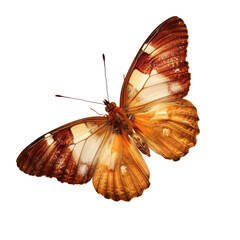 Butterfly illustration. Transparent png.