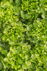 beautifully arranged background of leaves is natural pattern  of leaves that occurs by itself and background images of leaves are also commonly used for adding text onto empty space of the background