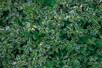 beautifully arranged background of leaves is natural pattern  of leaves that occurs by itself and background images of leaves are also commonly used for adding text onto empty space of the background