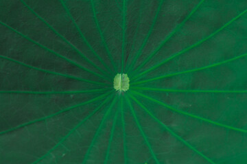 beautifully arranged background of leaves is natural pattern  of leaves that occurs by itself and background images of leaves are also commonly used for adding text onto empty space of the background