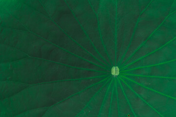 beautifully arranged background of leaves is natural pattern  of leaves that occurs by itself and background images of leaves are also commonly used for adding text onto empty space of the background