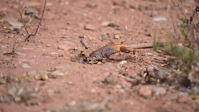 Western Whiptail lizard looking in hole then pushing dirts in it as it hunts for bugs to eat.