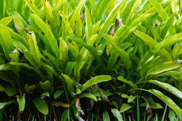 beautifully arranged background of leaves is natural pattern  of leaves that occurs by itself and background images of leaves are also commonly used for adding text onto empty space of the background