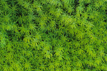 beautifully arranged background of leaves is natural pattern  of leaves that occurs by itself and background images of leaves are also commonly used for adding text onto empty space of the background