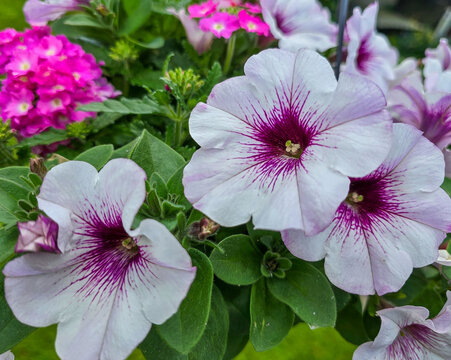 close up of white and pink campis or trumpet creeper flowers