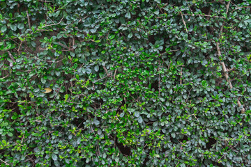 beautifully arranged background of leaves is natural pattern  of leaves that occurs by itself and background images of leaves are also commonly used for adding text onto empty space of the background