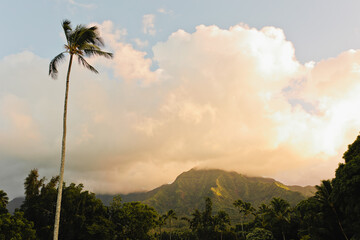 Proud Palm Tree Stands in Sunset Background of Kauai Hawaii