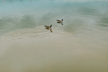 Two Geese Float Peacefully in Blue Lake
