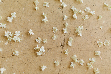 White Plumeria Flowers Lay On Ground at Tropical Hawaii Event