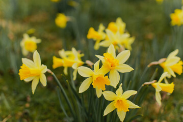 Proud Yellow Daffodils Stand Tall in Field in Full Bloom of Spring