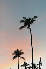 Tropical Palm Tree Silhouettes On Hawaiian Island Paradise