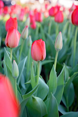 Vibrant pink tulips blooming in Fairhope, Alabama.