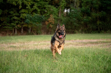 Active German shepherd running in grassy park