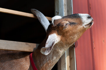 Goat pokes head out of barn window