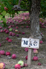 Sign for MAC apples at base of tree in orchard
