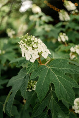 Close-up of a white hydrangea flower with green leaves