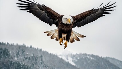Obraz premium Eagle Flying in snow mountains
