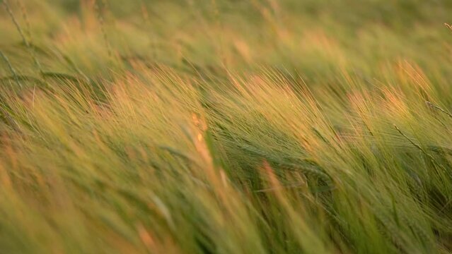 Cereal Plantation, Farmland At Sunset Slowmo At Sunset Close Up