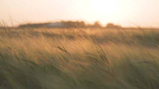 Biological Plantation Ready to Be Harvested at Sunset - Slow Motion