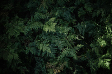 Close-up of lush green ferns in natural light