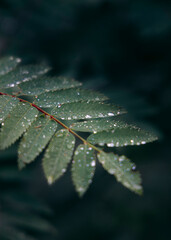 Close-up of water droplets on green leaves, symbolizing freshness