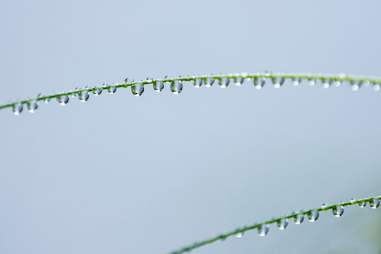 Delicate raindrops glistening on a slender grass blade