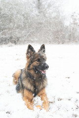 German Shepherd lying in snow with a ball during snowfall