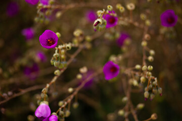 Bright purple wildflowers, Coachella Valley
