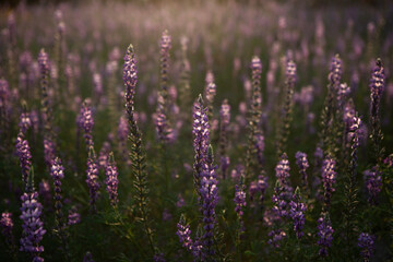 Field of purple lupine at sunset