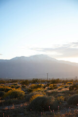 Desert at sunset with mountain backdrop, blooming wildflowers
