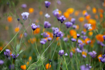 Wild purple lavender, soft blurred background
